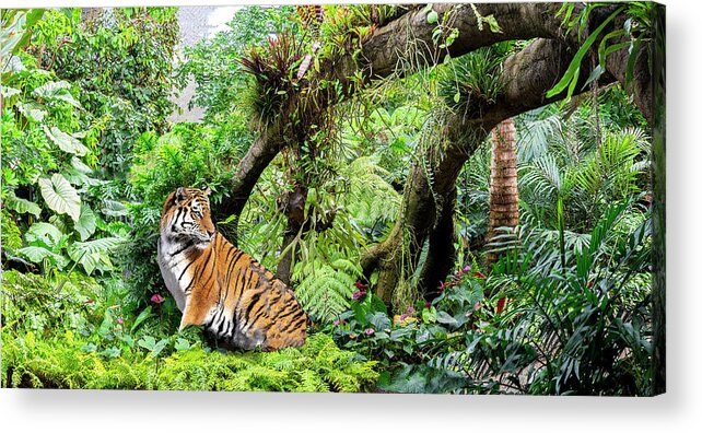 Tiger Acrylic Print featuring the photograph Tiger Wood 2 by Phil And Karen Rispin