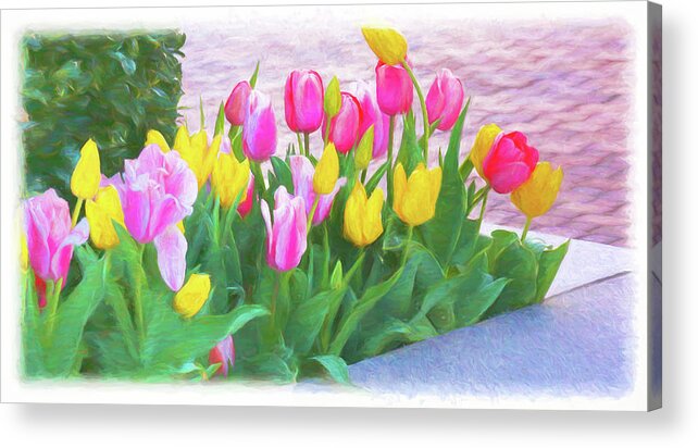 Tulips Acrylic Print featuring the photograph Tulips Announcing Springtime by Ola Allen