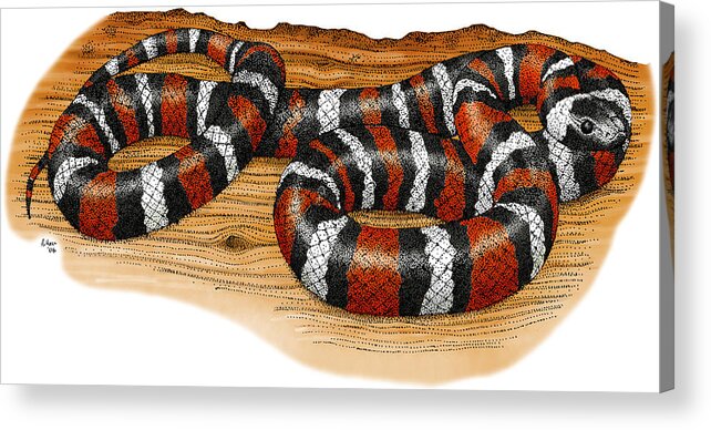 Art Acrylic Print featuring the photograph Mountain Kingsnake by Roger Hall