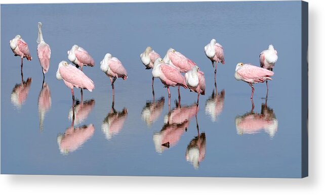 Roseate Spoonbills Acrylic Print featuring the photograph Roseate Spoonbills and reflections by Bradford Martin
