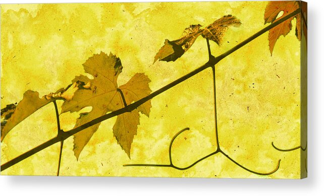 Grapes Acrylic Print featuring the photograph Grapevine #2 by Larry Goss