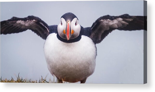 Photography Acrylic Print featuring the photograph Atlantic Puffin Fratercula Arctica #8 by Panoramic Images