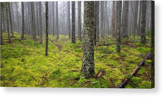 Maine Acrylic Print featuring the photograph Acadia Woods by Patrick Downey