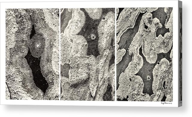 Lichen Acrylic Print featuring the photograph Alien Triptych Landscape BW by Rudy Umans