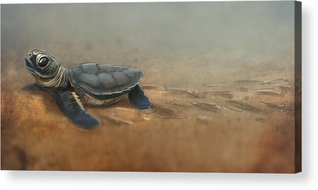 Sea Turtle Acrylic Print featuring the digital art Baby Turtle by Aaron Blaise