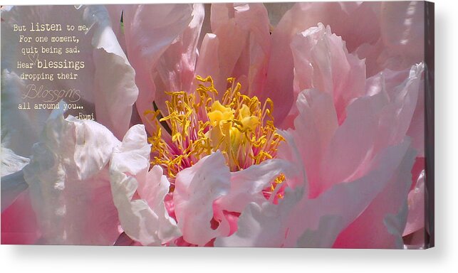 Pink Acrylic Print featuring the photograph Blessings and Blossoms by Cindy Greenstein