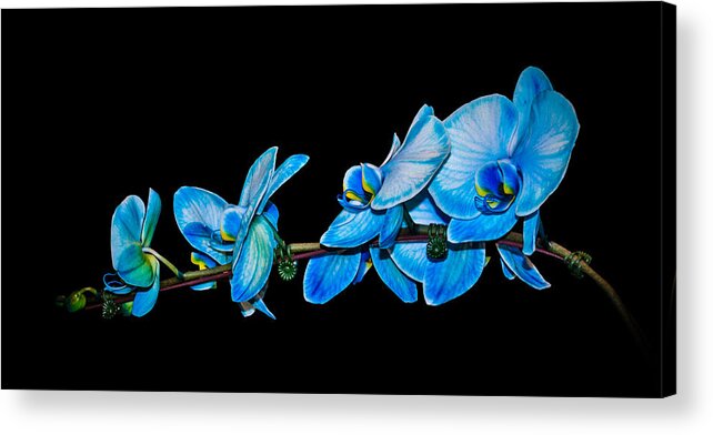 Black Background Acrylic Print featuring the photograph Blue Phalaenopsis orchid by Len Romanick