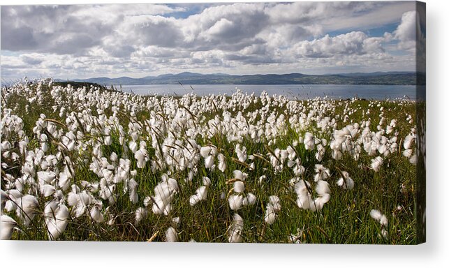 Binevenagh Acrylic Print featuring the photograph Bog Cotton on Binevenagh by Nigel R Bell