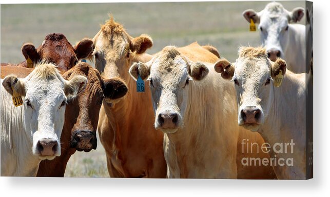 Cow Acrylic Print featuring the photograph Curious Country Cows by Lincoln Rogers
