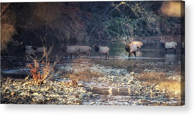 Elk Acrylic Print featuring the photograph Elk Crossing the Buffalo River by Michael Dougherty