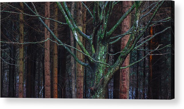 Forest Acrylic Print featuring the photograph Enchanted forest by Davorin Mance