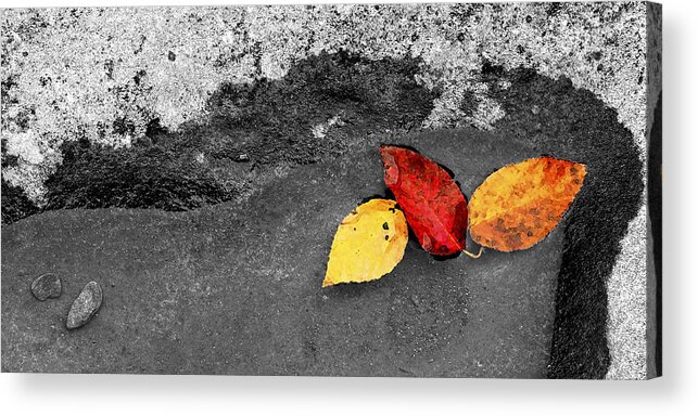 Smokey's Acrylic Print featuring the photograph Fall Leaves by Wendell Thompson