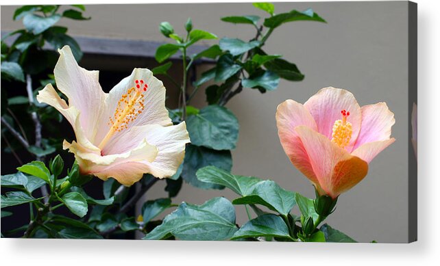  Acrylic Print featuring the photograph Flare 24 by Cheryl Boyer