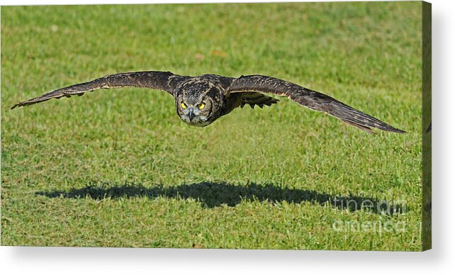 Parc Omega Acrylic Print featuring the photograph Flying Tiger... by Nina Stavlund