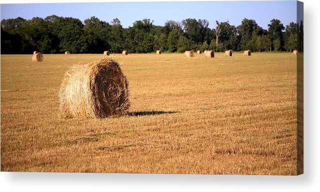 5453 Acrylic Print featuring the photograph Harvest Time by Gordon Elwell