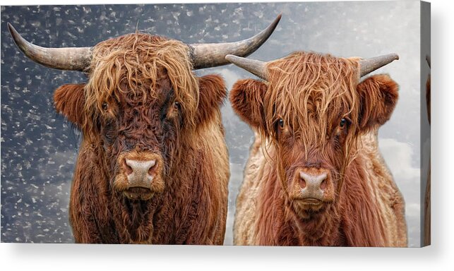 Animals Acrylic Print featuring the photograph He and She by Joachim G Pinkawa