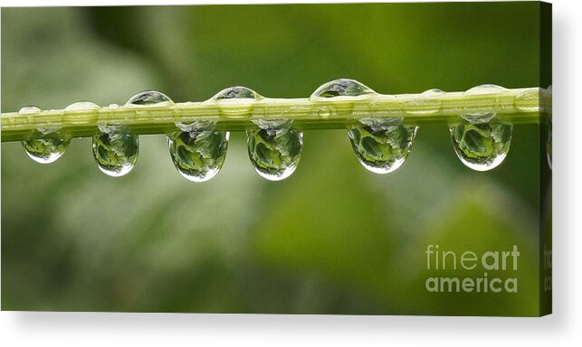 Rain Acrylic Print featuring the photograph Jewel drops by Inge Riis McDonald