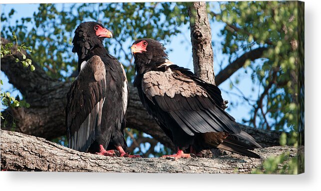 Photograph Acrylic Print featuring the photograph Lovers Quarel by David Yack