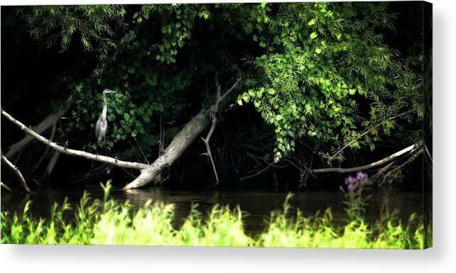 Heron Acrylic Print featuring the photograph Muskegon River Heron by Michelle Calkins