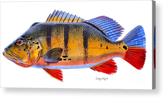 Peacock Bass Acrylic Print featuring the painting Peacock Bass by Carey Chen