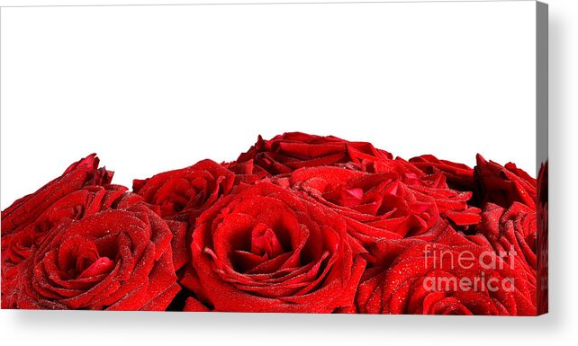 Rose Acrylic Print featuring the photograph Red wet roses flowers isolated on white background by Michal Bednarek