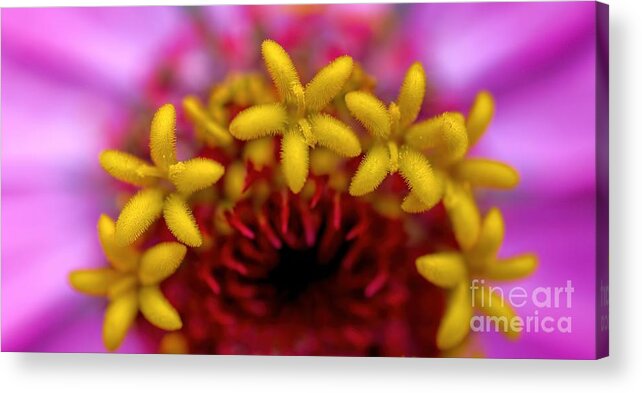 Zinnia Acrylic Print featuring the photograph Seeing Stars - Zinnia by Henry Kowalski