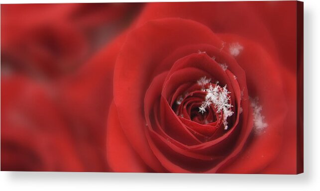 Seasonal Acrylic Print featuring the photograph Snowflakes on a Rose by Lori Grimmett