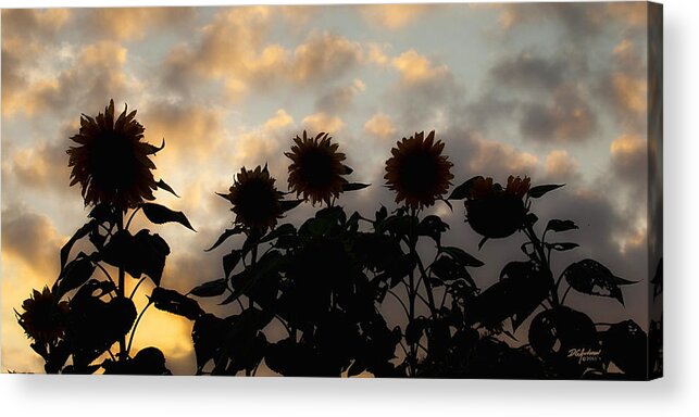 Sunflowers Acrylic Print featuring the photograph Sunflowers at sunset by Don Anderson