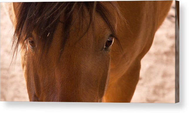 Horse Acrylic Print featuring the photograph Sweet Horse Face by Natalie Rotman Cote