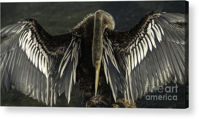 Anhinga Acrylic Print featuring the photograph Taking A Bow by David Waldrop