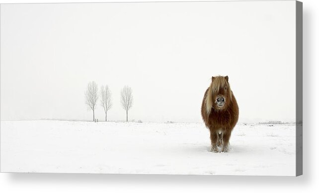 Horse Acrylic Print featuring the photograph The Cold Pony by Gert Van Den