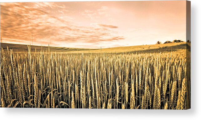 Wheat Acrylic Print featuring the photograph The Fields by Dana Walton