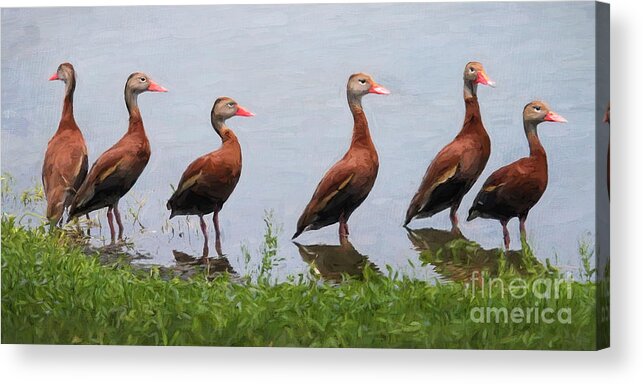 Black-bellied Whistling Ducks Acrylic Print featuring the digital art The Gathering by Jayne Carney