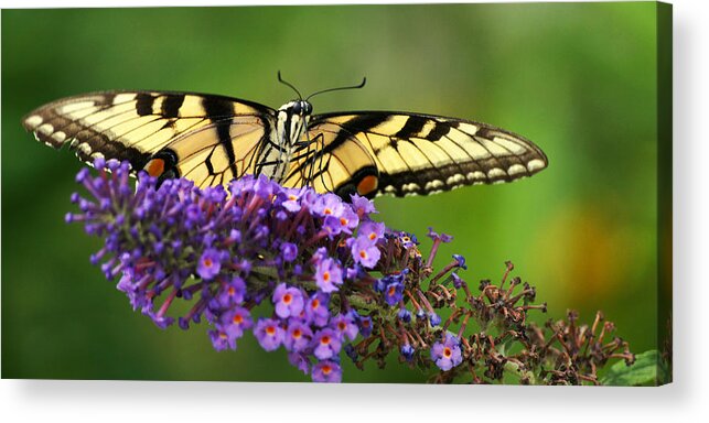 Eastern Tiger Swallowtail Acrylic Print featuring the photograph The Swallowtail Reigns Supreme by Leda Robertson