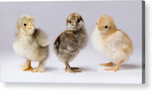 00640392 Acrylic Print featuring the photograph Three Chicks Gallus Domesticus by Michael Durham