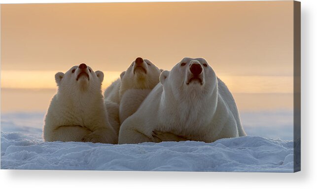 Anwr Acrylic Print featuring the photograph Three Noses Panorama by Tim Grams