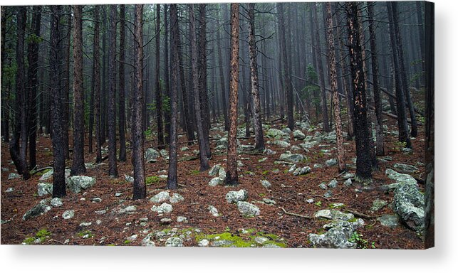 Colorado Acrylic Print featuring the photograph Through the Trees by Dustin LeFevre