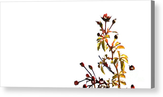 Rose Acrylic Print featuring the photograph Winter Rose by Linda Shafer