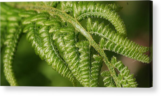 Nature Acrylic Print featuring the photograph Young Fern by William Selander