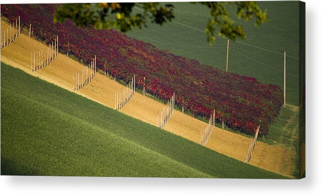 Vineyard Acrylic Print featuring the photograph Lambrusco vineyard by Francesco Riccardo Iacomino