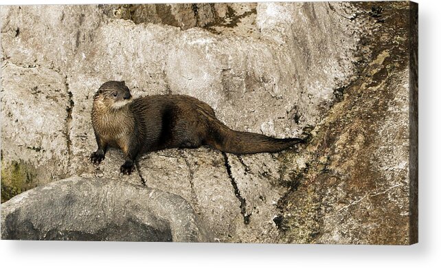Sea Acrylic Print featuring the photograph Otter by Marilyn Hunt