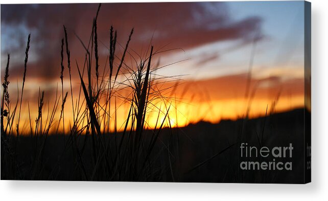 Wyoming Acrylic Print featuring the photograph Wyoming whiskers by Wesley Hahn