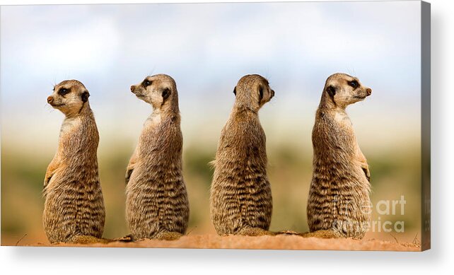 Adult Acrylic Print featuring the photograph Meerkat Suricata Suricatta #1 by Gerard Lacz