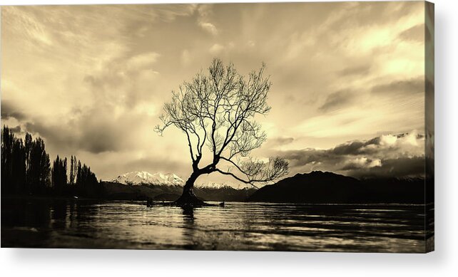 Wanaka Tree Acrylic Print featuring the photograph Wanaka Tree - New Zealand #1 by Mountain Dreams