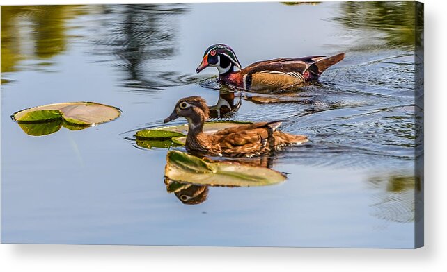 Wood Ducks Acrylic Print featuring the photograph Wood Duck Pair #1 by Jerry Cahill