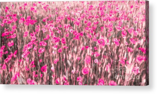 Abstract Acrylic Print featuring the photograph A Summer Full Of Poppies by Hannes Cmarits