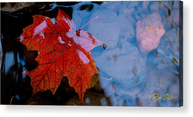 Autumn Acrylic Print featuring the photograph Aqueos Autumn by Rikk Flohr