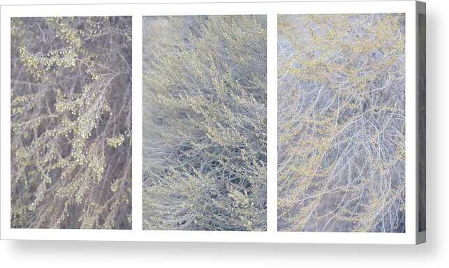 Bushes Acrylic Print featuring the photograph Artemisia californica Triptych by Alexander Kunz