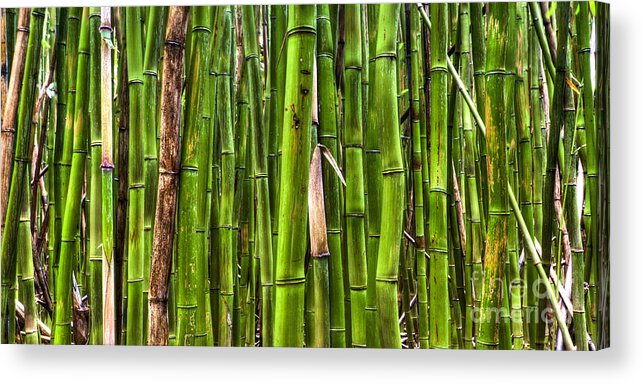 Bamboo Acrylic Print featuring the photograph Bamboo by Dustin K Ryan