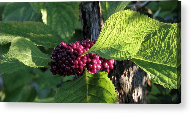 Nature Acrylic Print featuring the photograph Beautyberry 2 by Peggy Urban